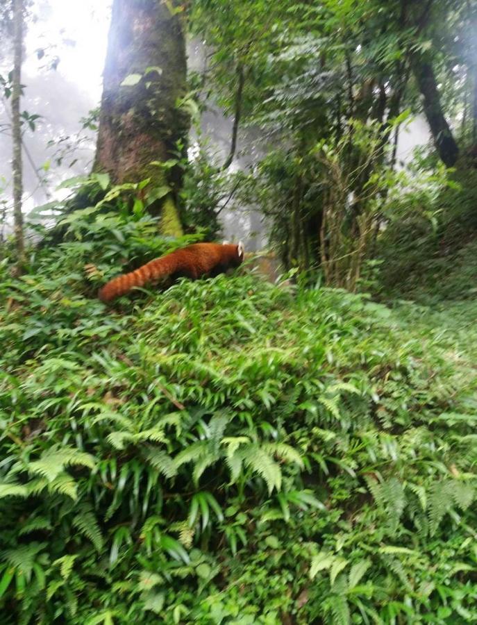 Lama Hotel - Cafe De Himalaya Lukla Dış mekan fotoğraf